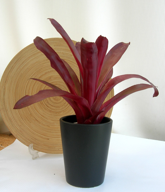 ビルベルギアSP　黒マット