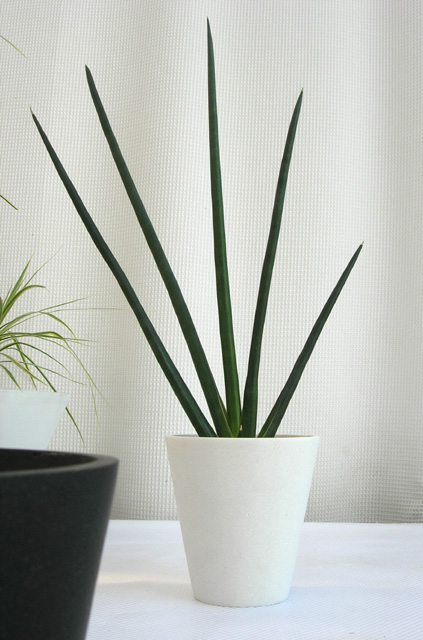 サンスベリア・シュヴィインフェルティー パウダーストーン