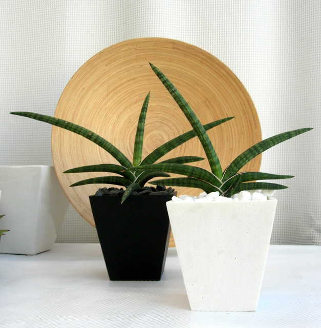 サンスベリア・ベラ　スクエアパウダーストーン