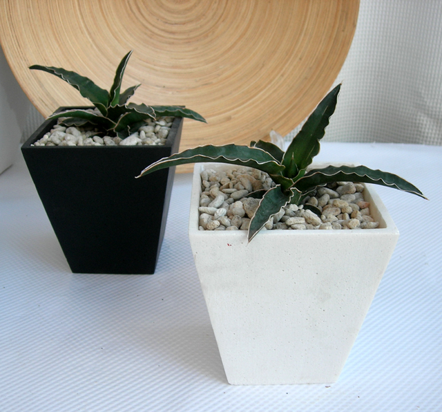 サンスベリア・エーレンベルギー　スクエアパウダーストーン