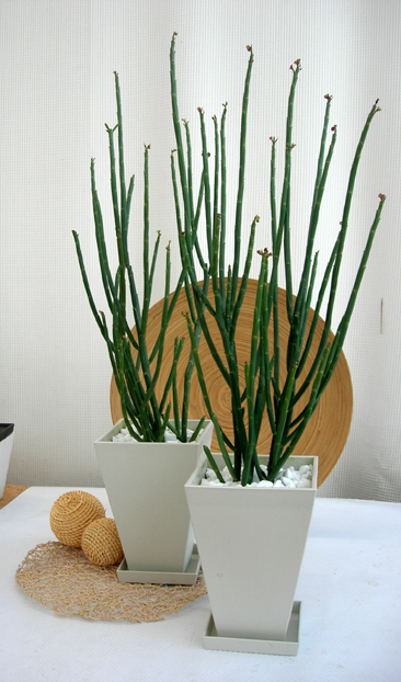 ユーフォルビア　フォスフォレア専門店