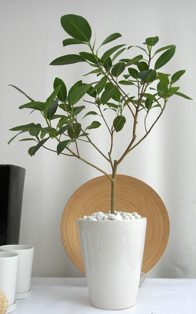 フィカス・フランスゴム　プレーンポットM