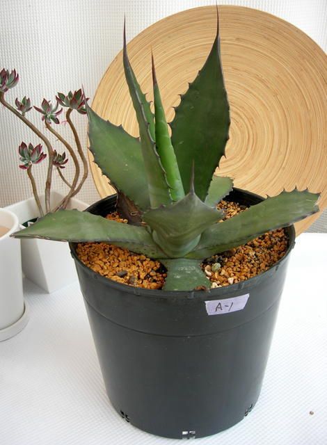 鋭い棘が特徴でスタイルの良く 大型になるアガべフェロックス