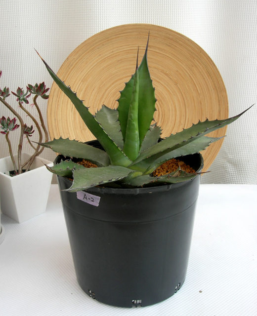 アガベ・フェロックス