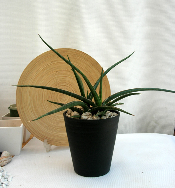 サンスベリア カウレッセンス　M観葉植物通販・販売