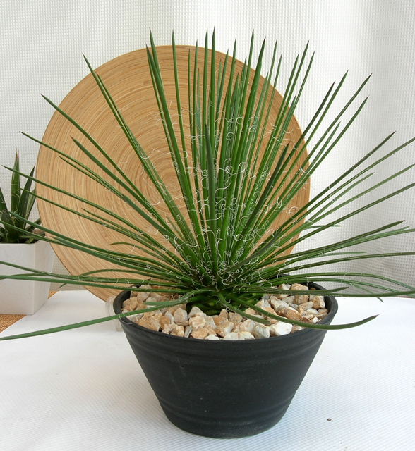 アガベ・ゲミニフローラ観葉植物通販・販売