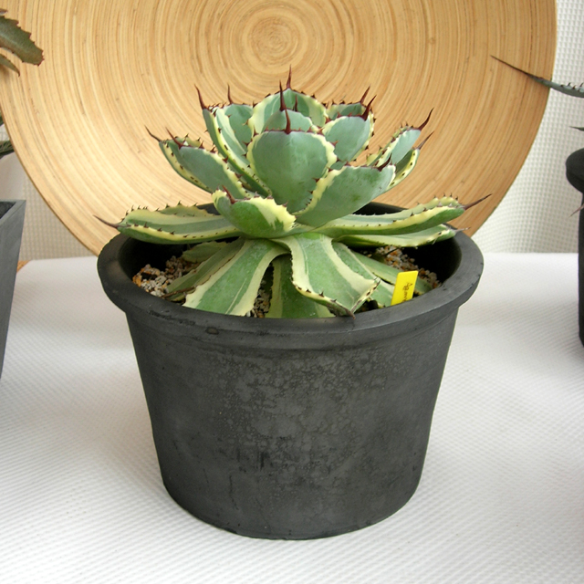 アガベ吉祥天　C9366観葉植物通販・販売