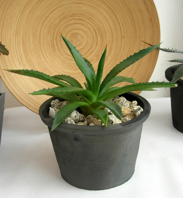 アガベsp　C9366観葉植物通販・販売