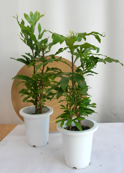 ステノカルプス観葉植物通販・販売