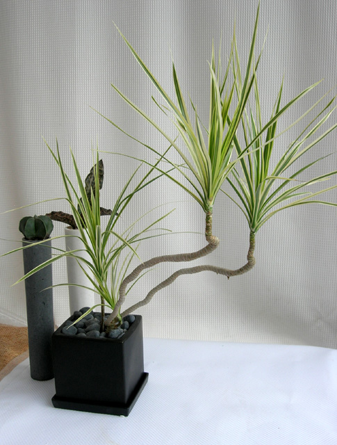 曲がりの綺麗なホワイトドラセナコンシネ観葉植物通販・販売