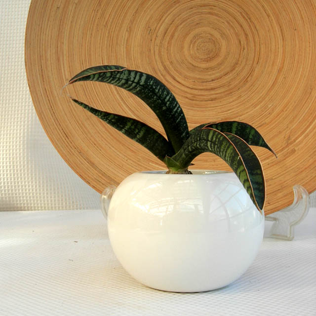 サンスベリア　フィッシェリー　ボールポットs観葉植物通販・販売