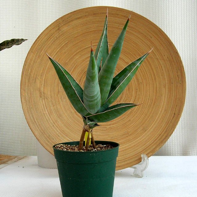 サンスベリア ピンクイキュラ観葉植物通販・販売