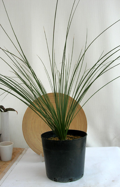 ダシリリオン・ロンギッシムム観葉植物通販・販売