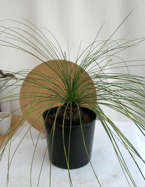 ダシリリオン・ロンギッシムム観葉植物通販・販売