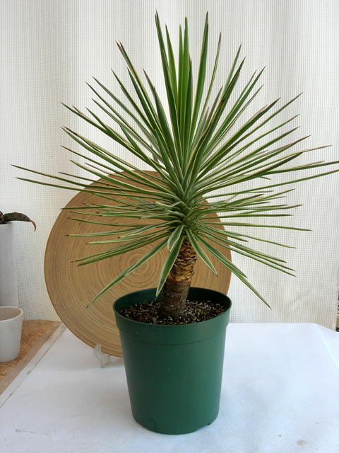 超安い】 ユッカ・アロイフォリア（斑入り）ブランチ多頭 ＃6 植物