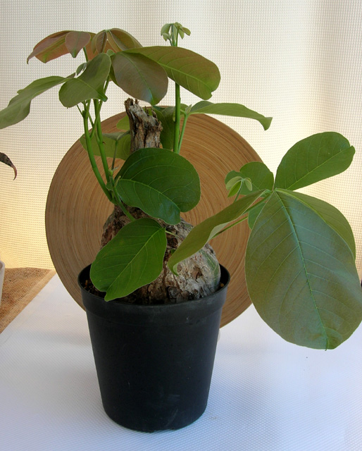 シュードボンバックス・エリプチカム観葉植物通販・販売