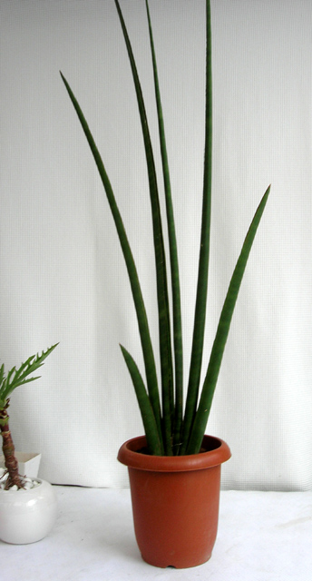 インテリアグリーン カッコイイ サンスベリア デザルティ観葉植物の種類が豊富 通販 販売エドプランツ