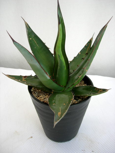 アガベSP・NO,1ナンバーワン観葉植物通販・販売