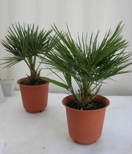 矮性　チャメロップス