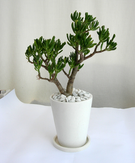 クラッスラ・オウァタ　ゴーラム　パウダーストーン観葉植物通販・販売