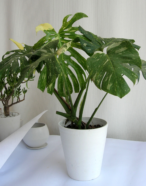 モンステラ デリシオサ マーベラスキング斑入 観葉植物販売専門店