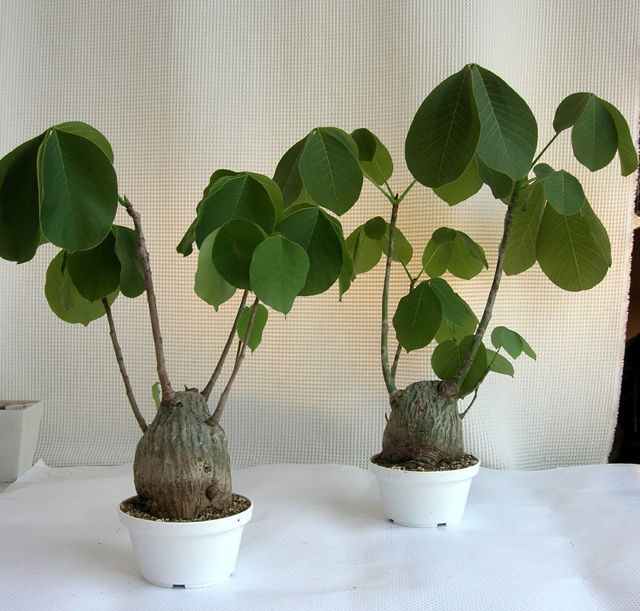 シュードボンバックス・エリプチカム観葉植物通販・販売   　ボトルタイプ