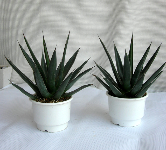 アガベ　紫雲竜　観葉植物通販・販売