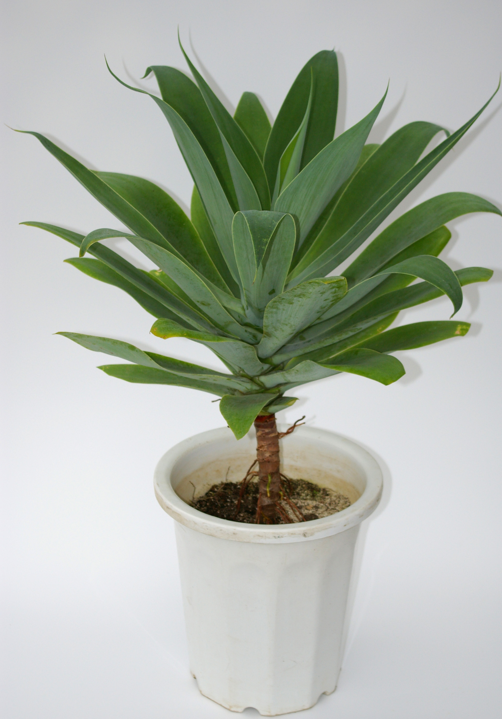 特選アガベ アテナータ Bigサイズ