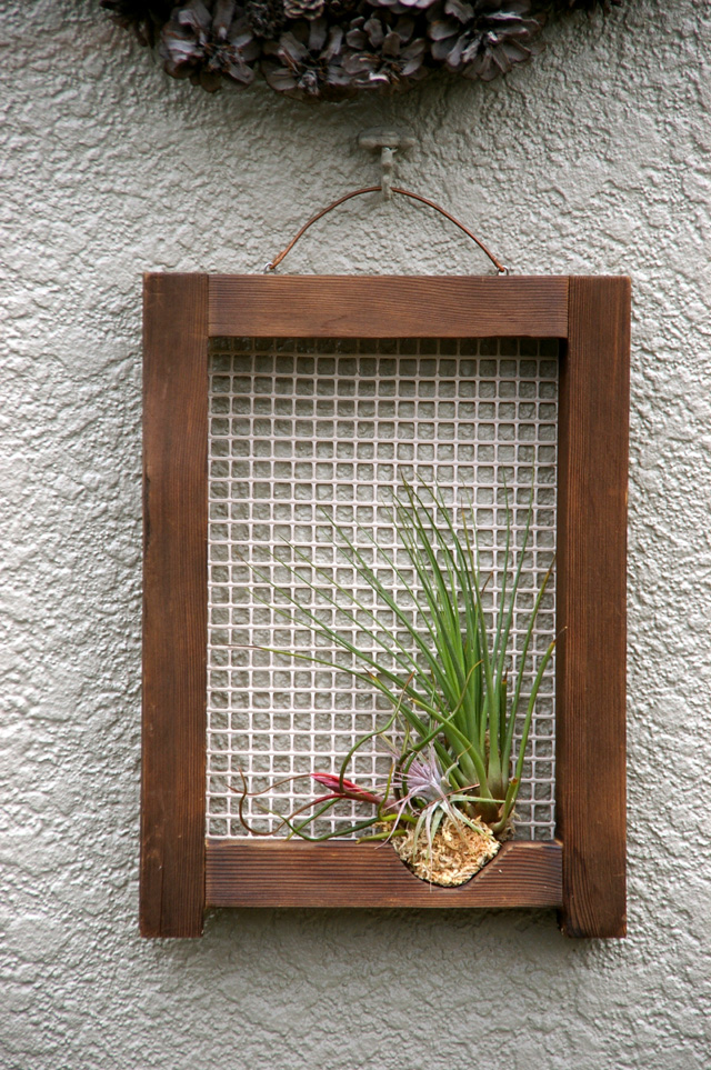 観葉植物・アガベ専門店　エドプランツ