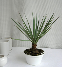 ユッカ・ショソティ観葉植物通販・販売