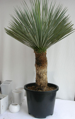 ユッカ・ロストラータH1300観葉植物通販・販売