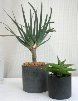 アロエ・プリカチリス　サンスベリア・パウエリー観葉植物通販・販売