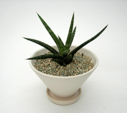 観葉植物専門店エドプランツ