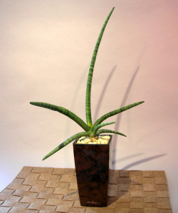観葉植物Sansevieria stucki Godefr