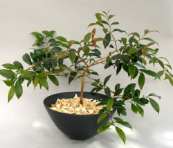 観葉植物・ユーギリア
