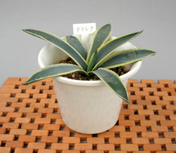 観葉植物 アガベ アウレア