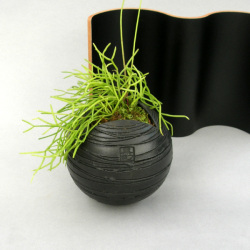 リプタンサス黒幻・地球鉢