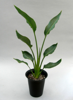 観葉植物ストレチア レギネ葉がきれいな鉢植え