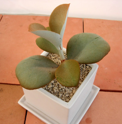 サーキュレント・天人の舞