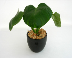 フィロデンドロン・ピッチャリー黒幻ナツメ鉢植え
