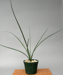 稀少品レッド・ヘスペラロエ