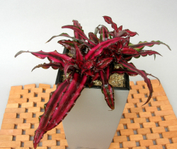 クリプタンサスMini-Cubi