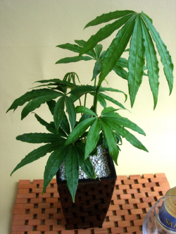 アンスリューム・ポリスキスツムツィード