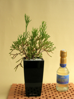 リプサリス  サリニコイデスMini-Cubi