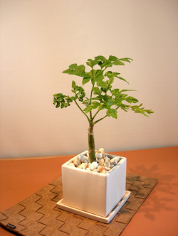 トレベシア・パルマータ キューブホワイト