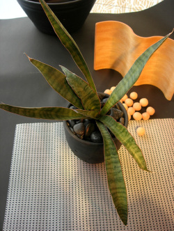 サンスベリア・ヒヤシントイデス