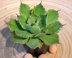 アガベ吉祥冠錦