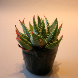 観葉植物 稀少なアロエ プラテンシス