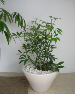 シェフレラコンパクター