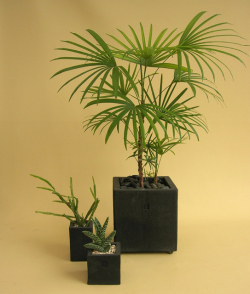 雲南シュロチク・黒幻